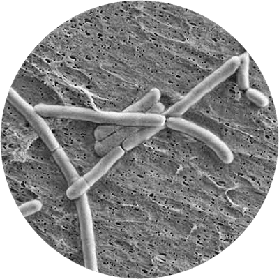 Lactobacillus rhamnosus GG® Database